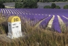 01-champs-lavande-sault.jpg
